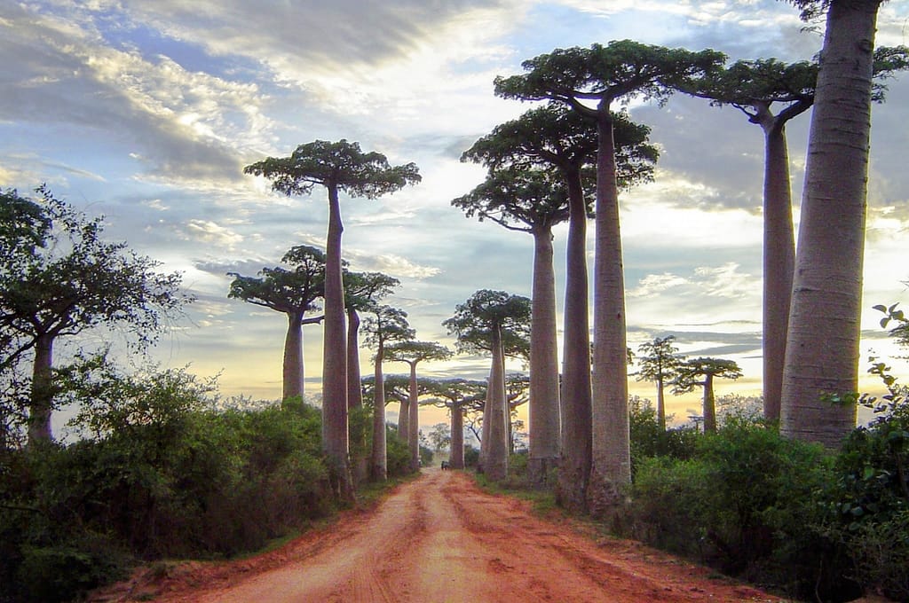 八尾にある女性専用プライベートエステサロンKOHSのバオバブの木